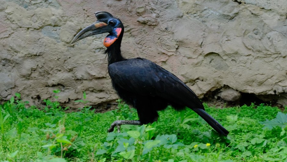 Bucorvus abyssinicus