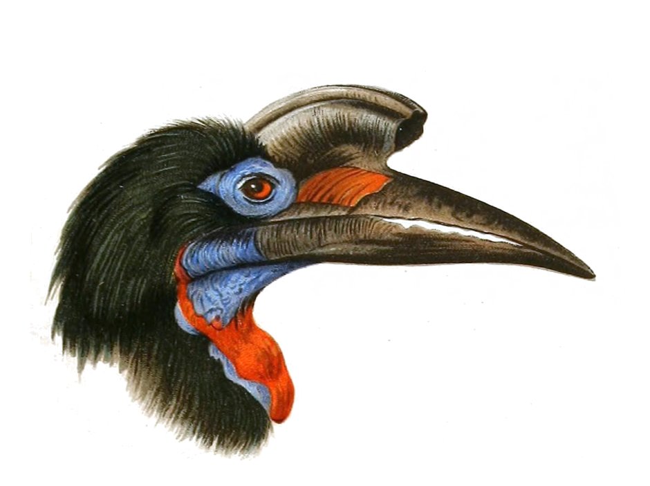 Bucorvus leadbeateri
