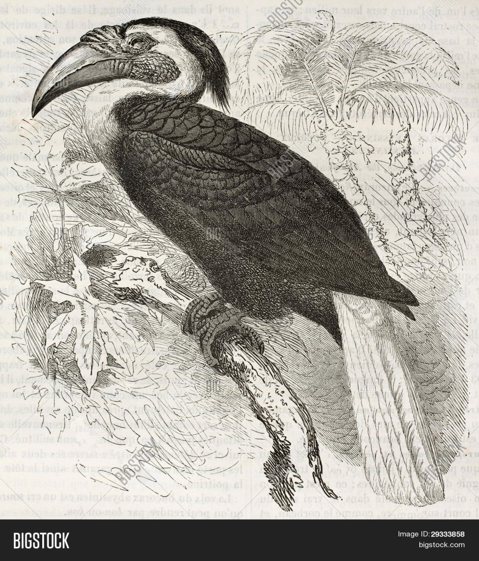 Ground Hornbill птица