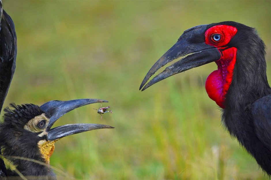 Bucorvus abyssinicus