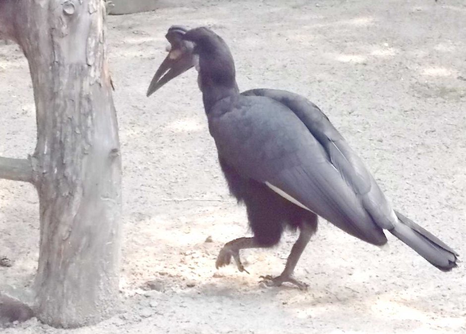 Удивительно красивые птицы