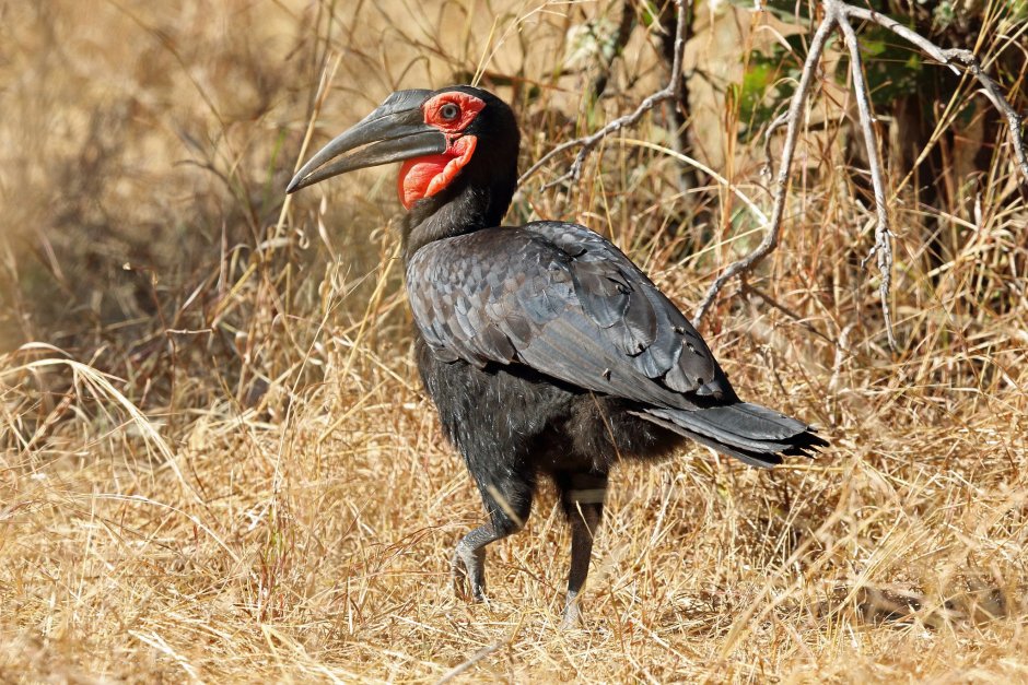 Northern ground Hornbill