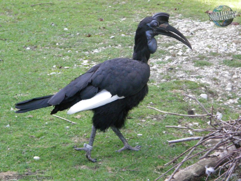 Bucorvus летит