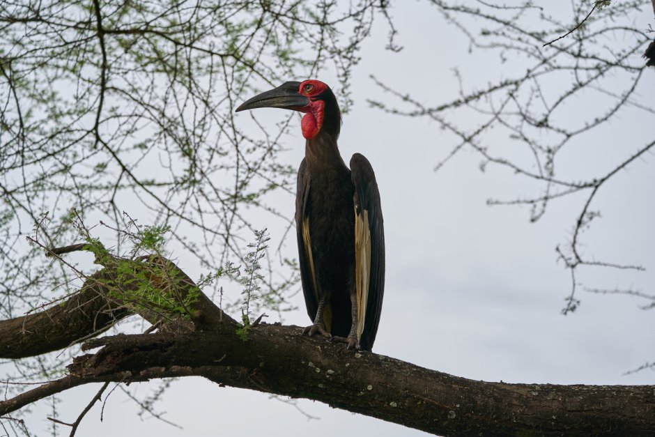 Bucorvus leadbeateri