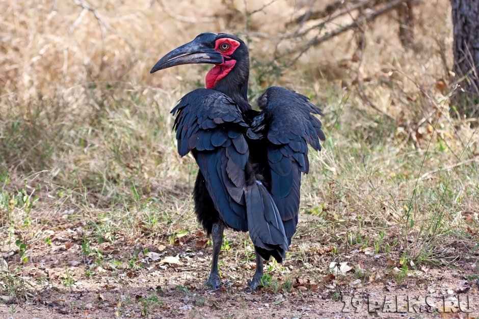 Bucorvus leadbeateri