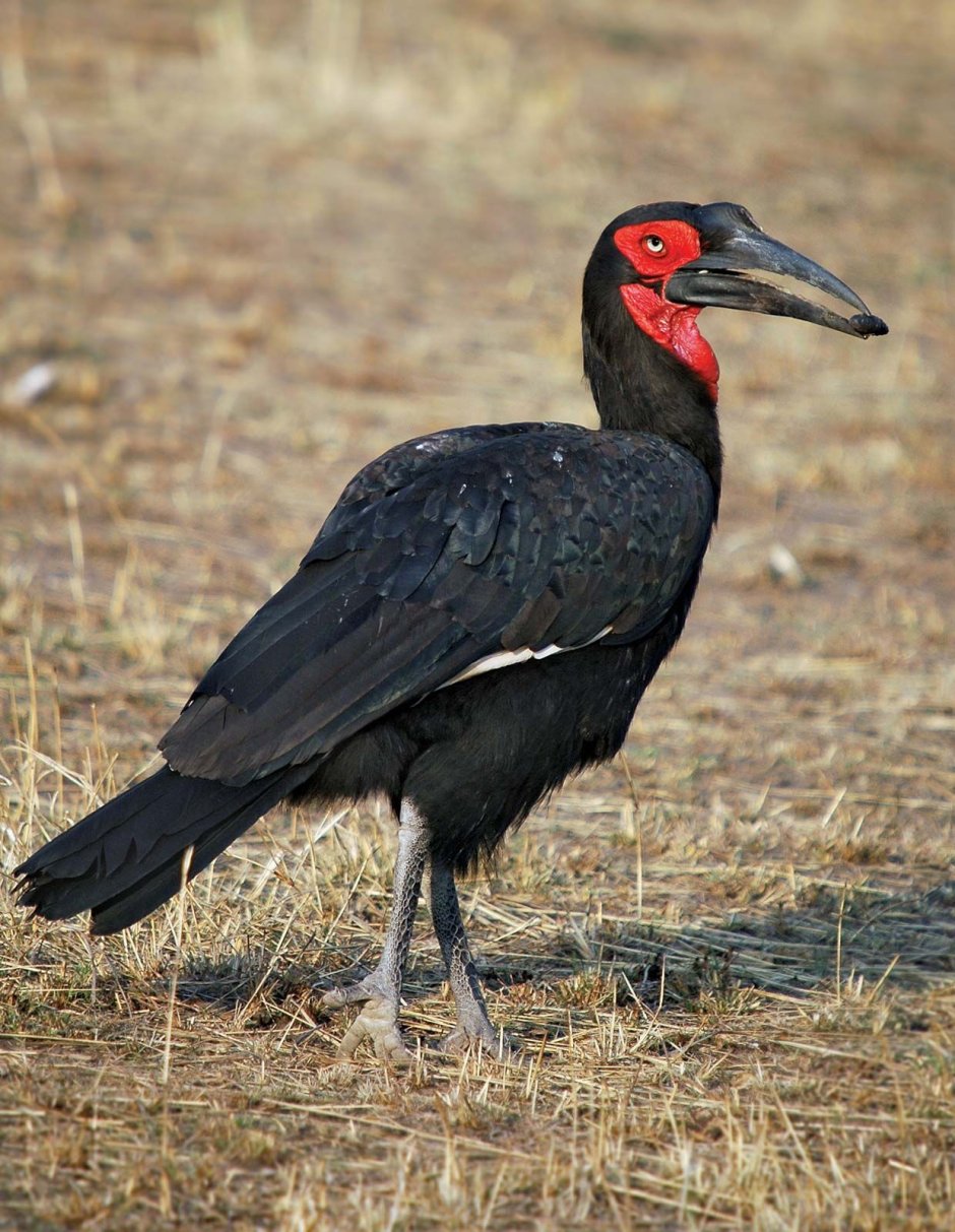 Bucorvus leadbeateri