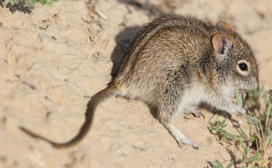 Rhabdomys pumilio