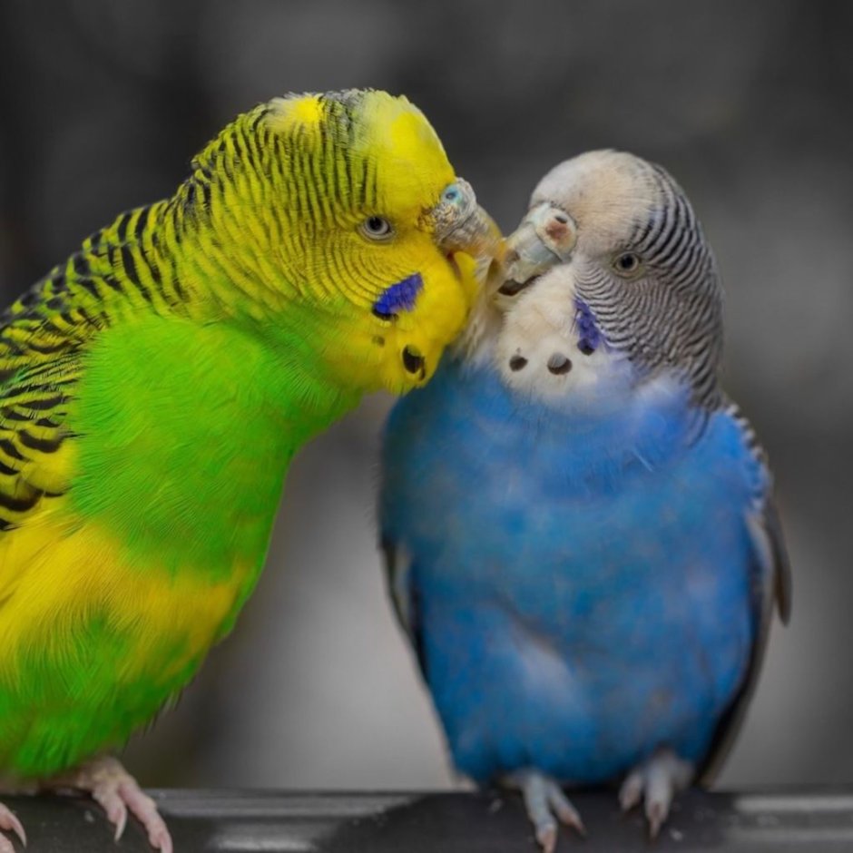 Budgie Budgie