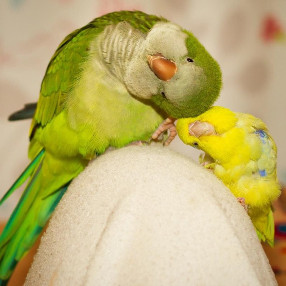 Корелла референс