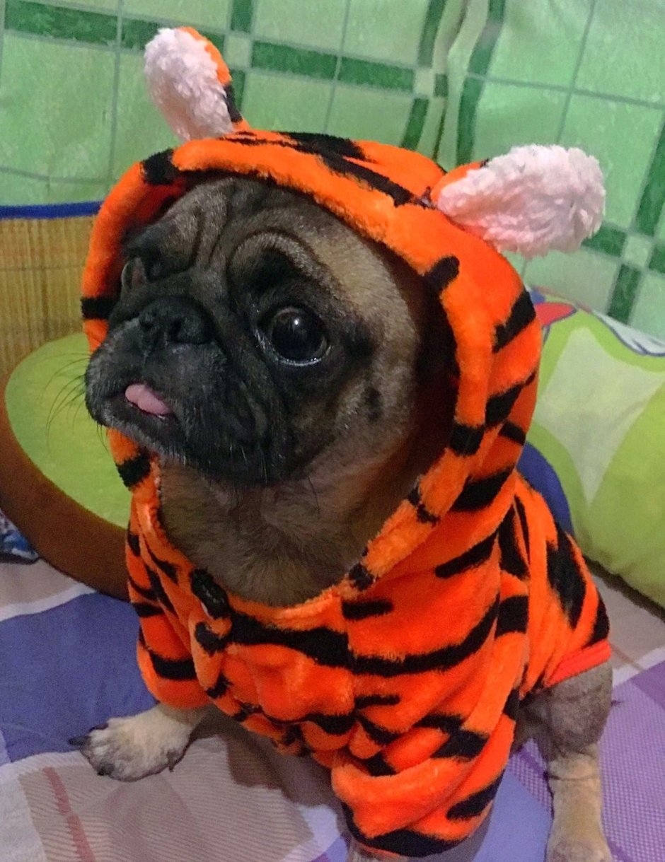 Мопс Тигриный окрас
