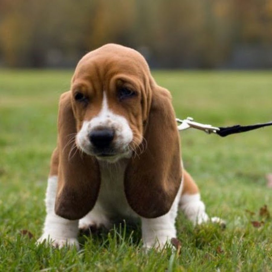 Собака Коломбо порода Бассет