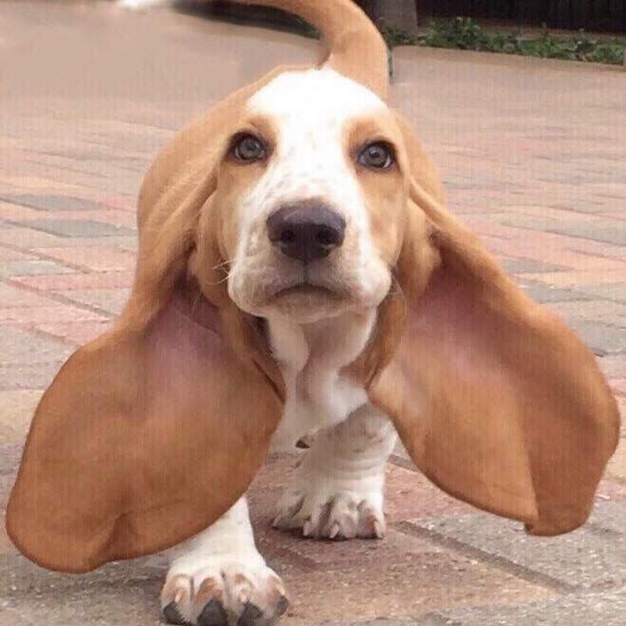 Бассет спаниель