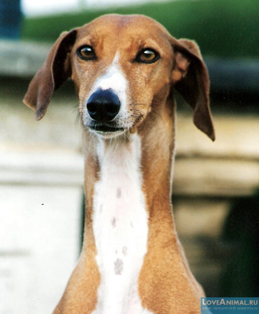 Собака Азавак