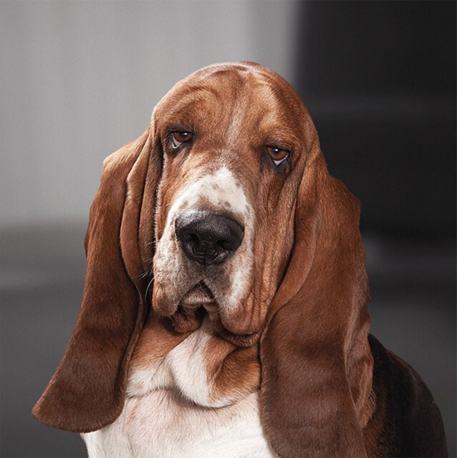 Бладхаунд (гончая)