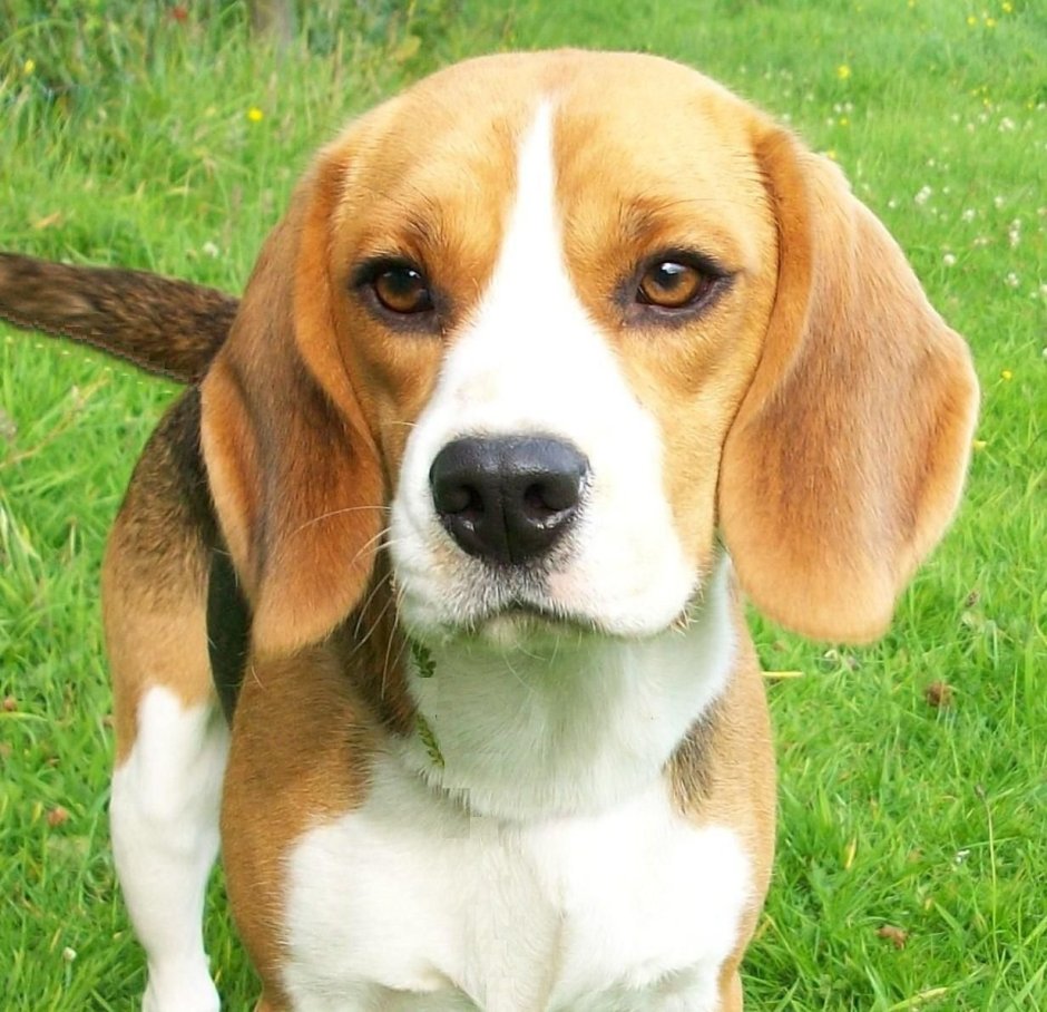 Королевский Бигль