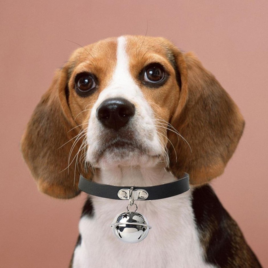 Рыжая собака с висячими ушами