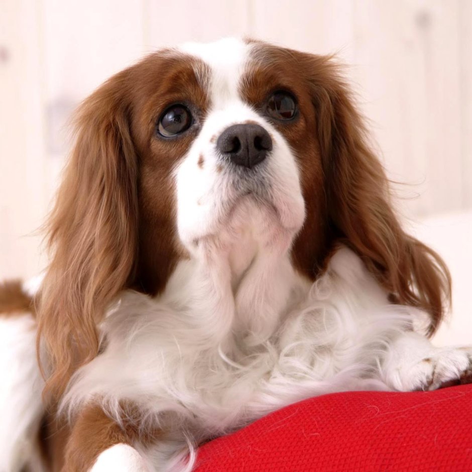 Кавалер Кинг Чарльз спаниель