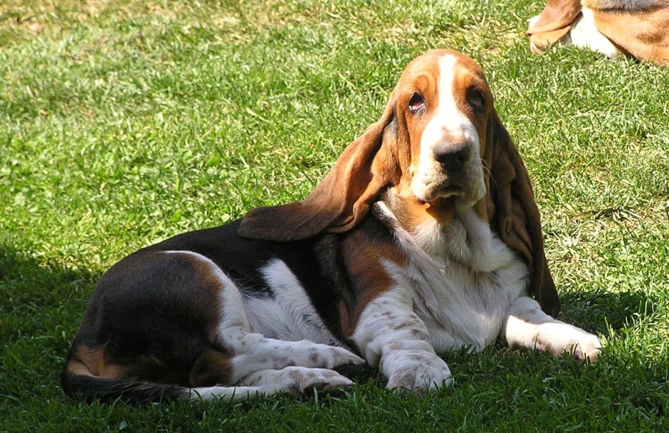 Бассет хаунд