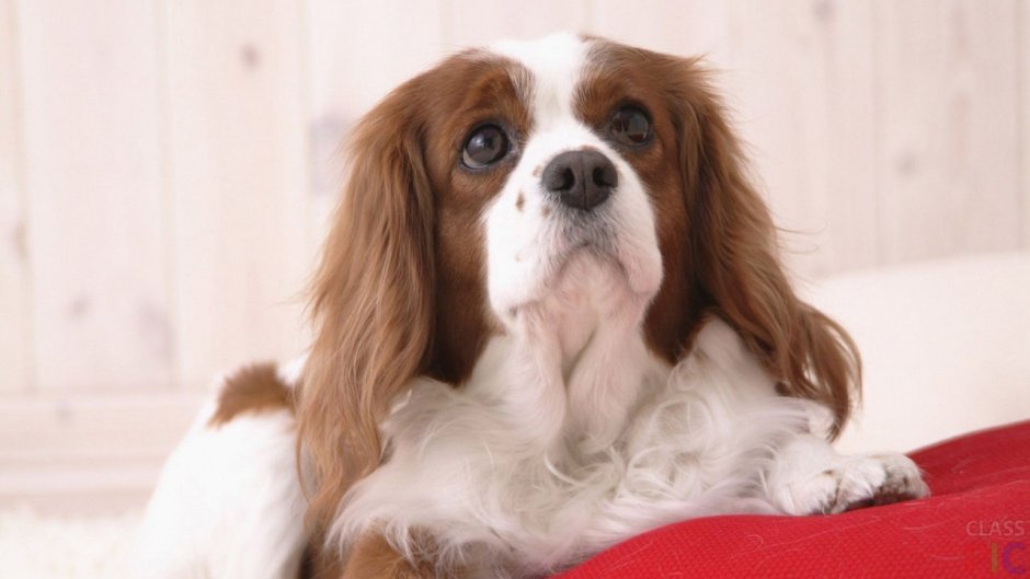 Кавалер Кинг Чарльз спаниель