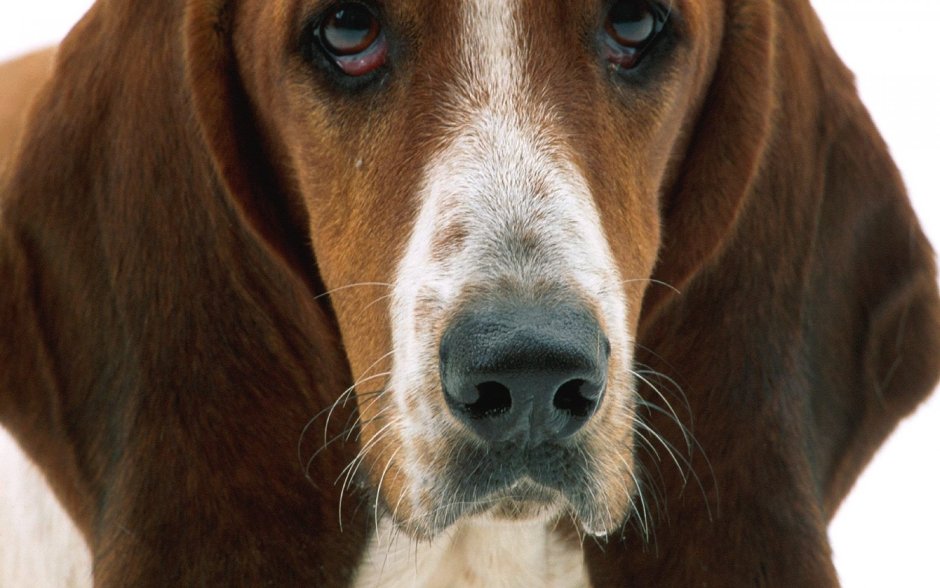 Бассенхаузен собака