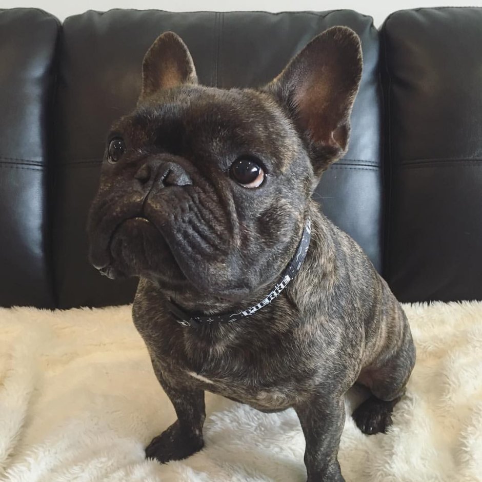 Французский бульдог Brindle