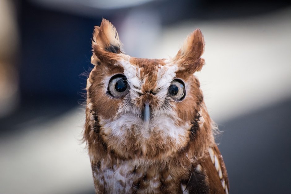 Птенцы Bubo Bubo