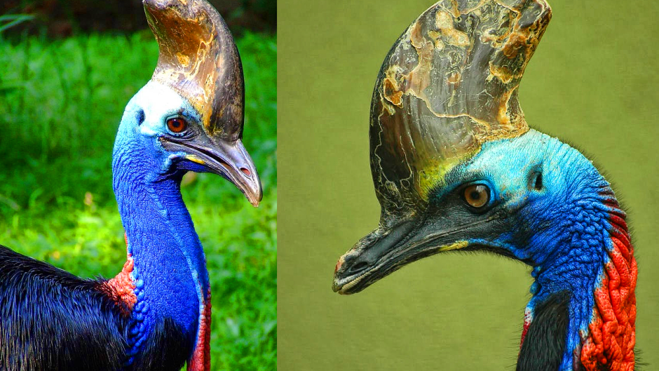 Casuarius casuarius
