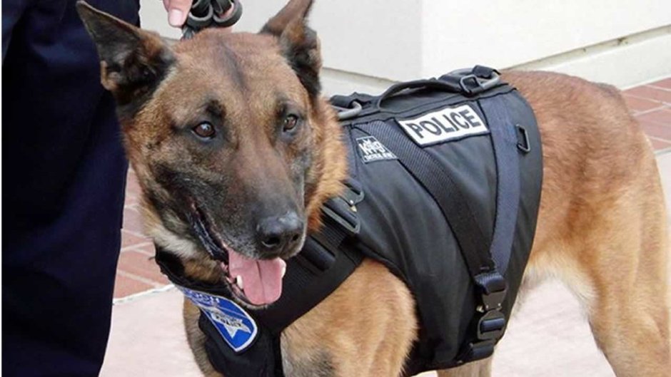 K9 Police Dogs