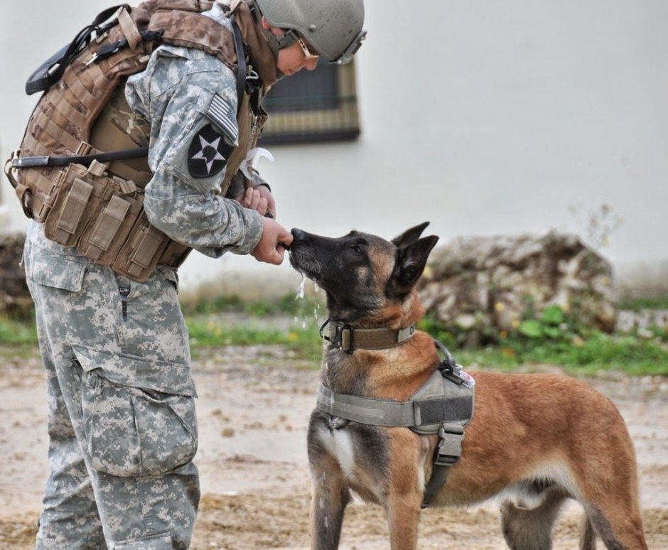 K9 овчарка Army