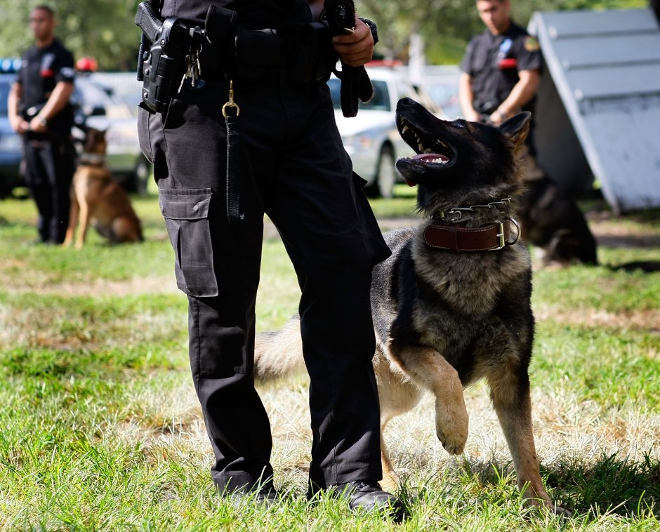 St Paul Police k9 Ranger