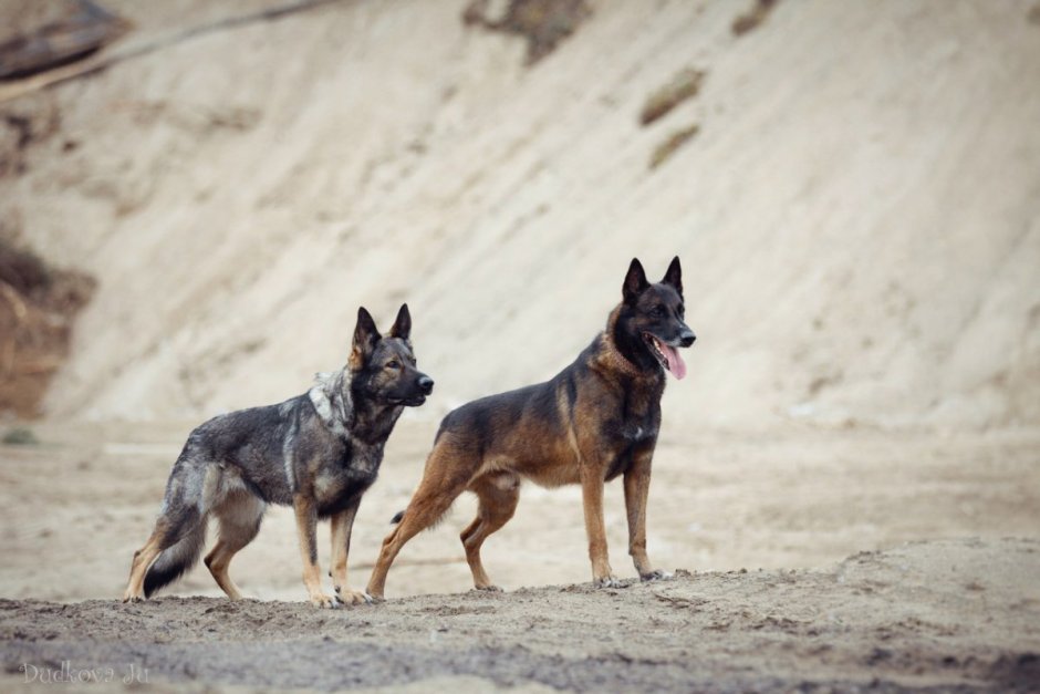 Belgian Shepherd Puppy