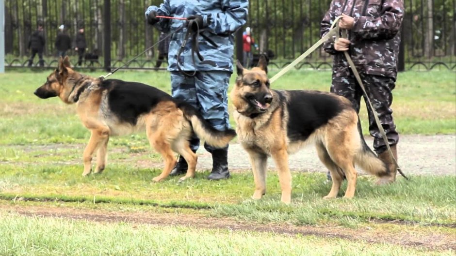 Berger Malinois