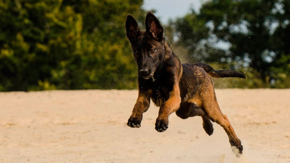 Собака овчарка Бельгийская малинуа k9