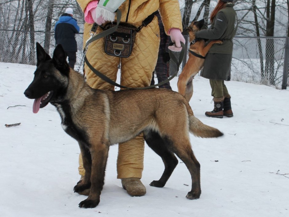 Belgian Shepherd lick cock