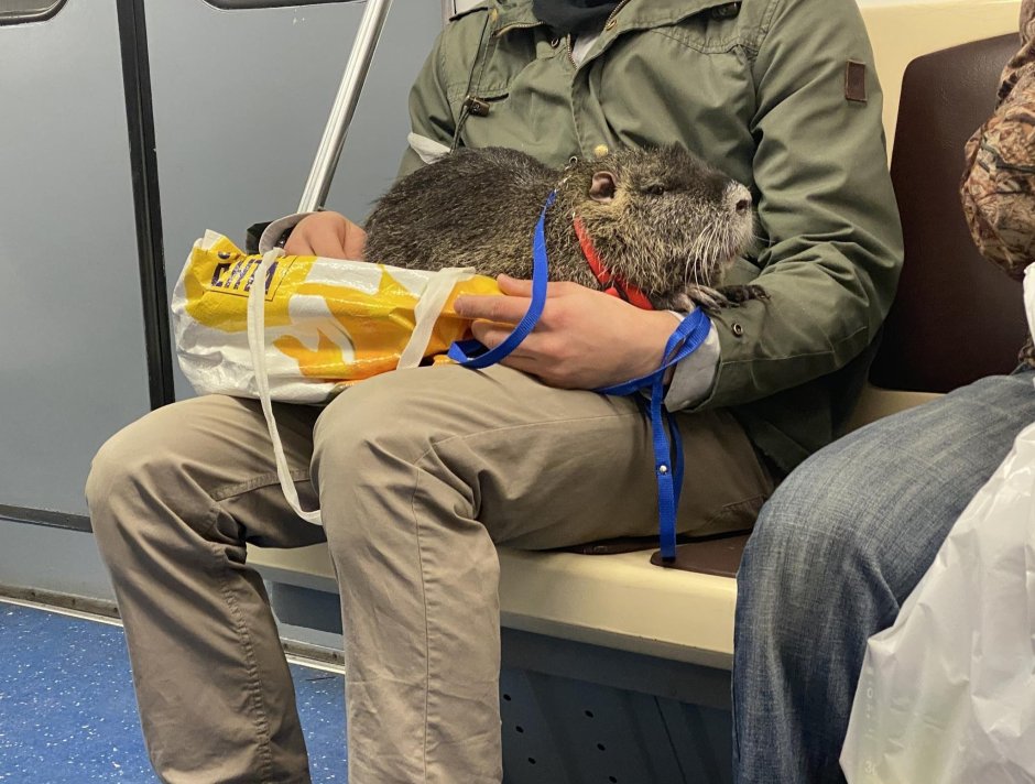 Нутрия белая