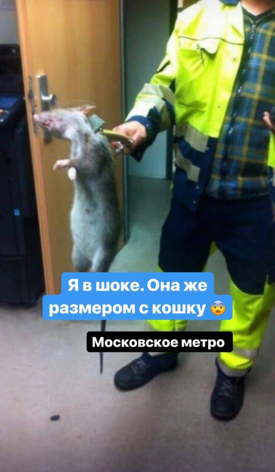 Дед Британия огромная крыса