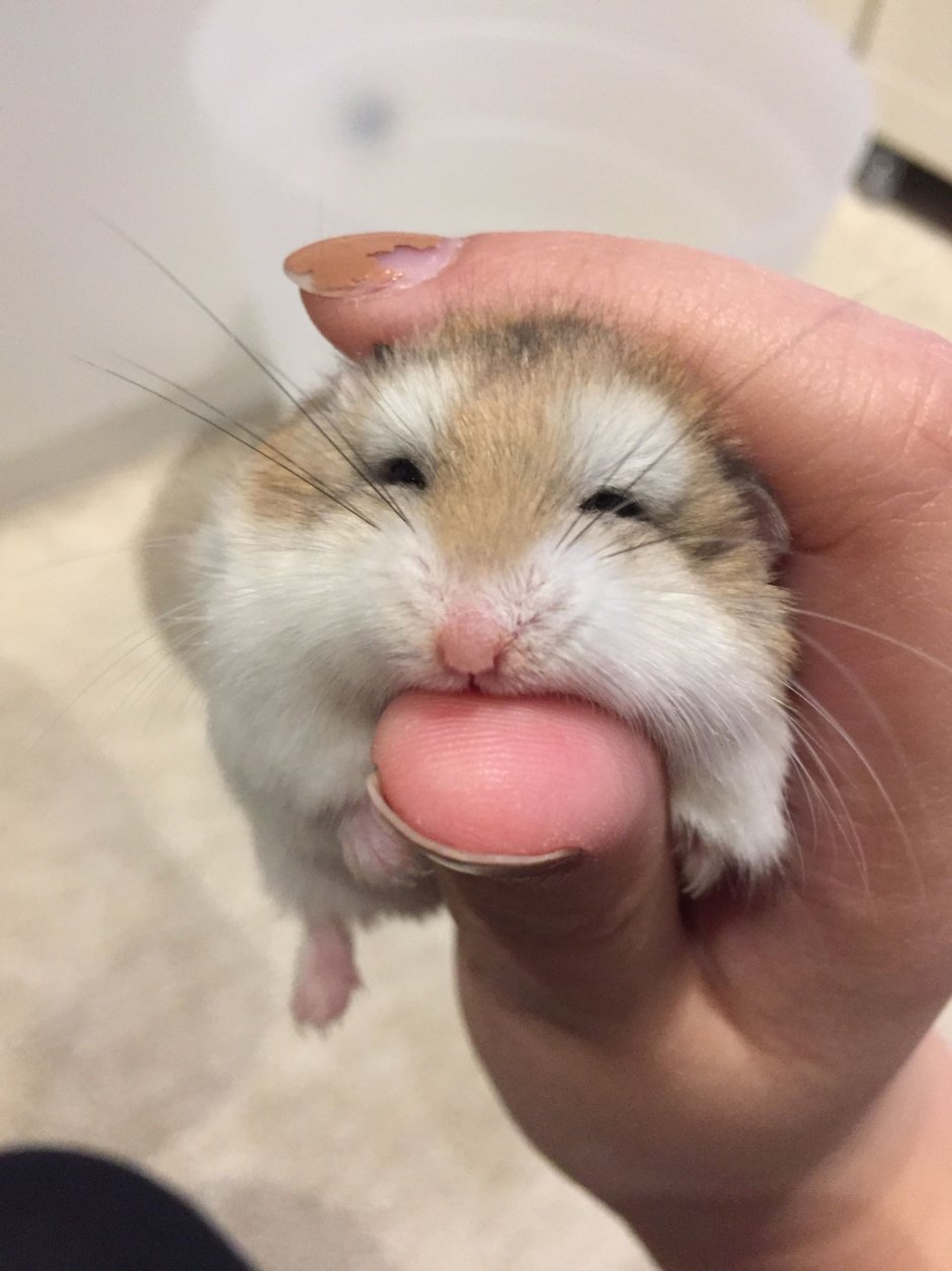 Капибара и кот