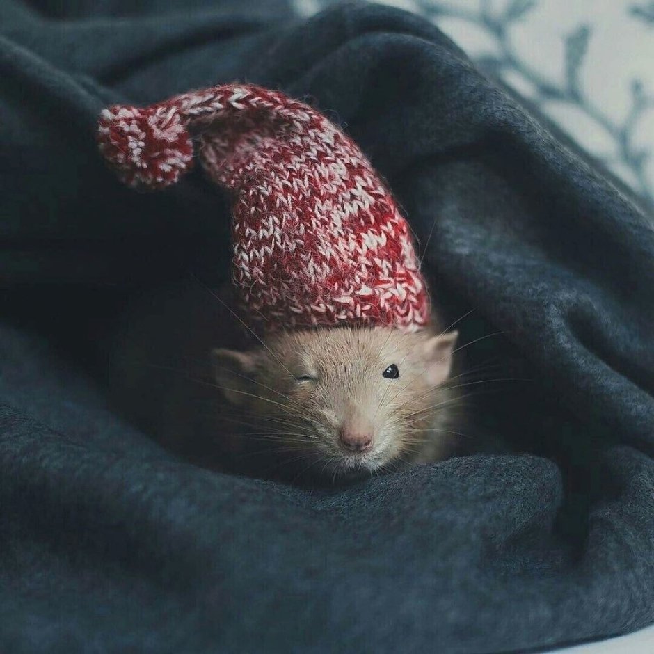 Джунгарский бурундучок