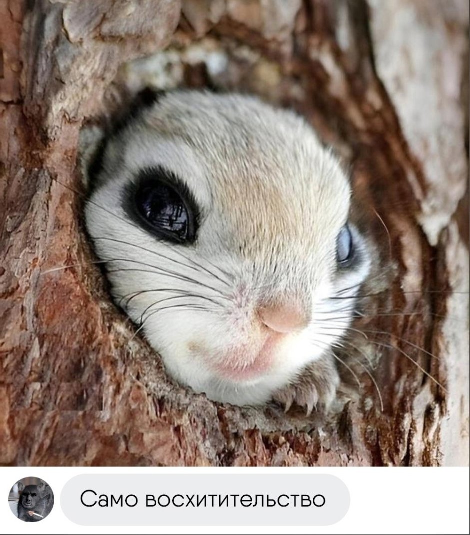 Морская Свинка маленькая
