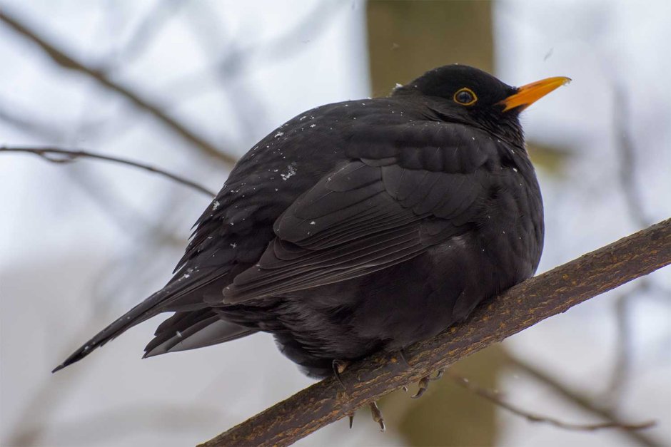 Дрозд чёрный (turdus Merula)