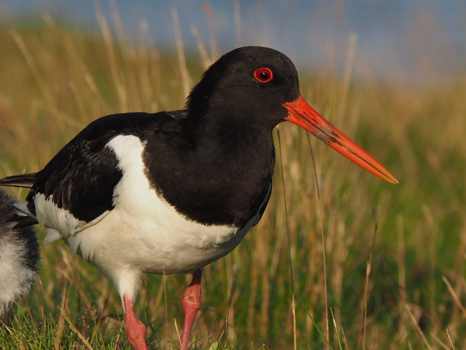 Turdus nigrescens