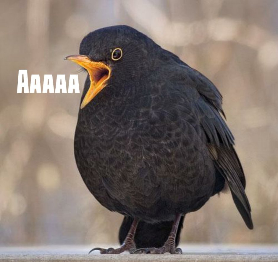 Crow Raven разница
