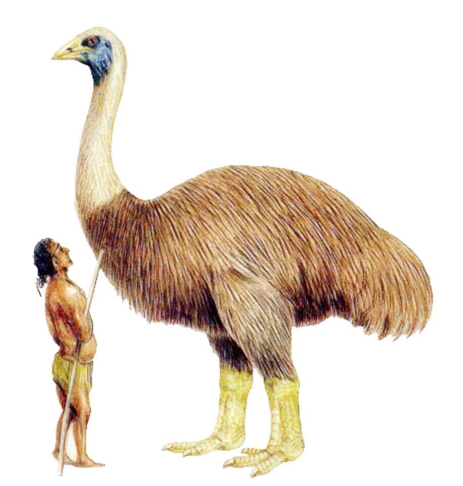Птица-слон Эпиорнис