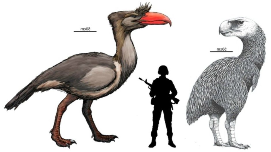 Эпиорнис Максимус