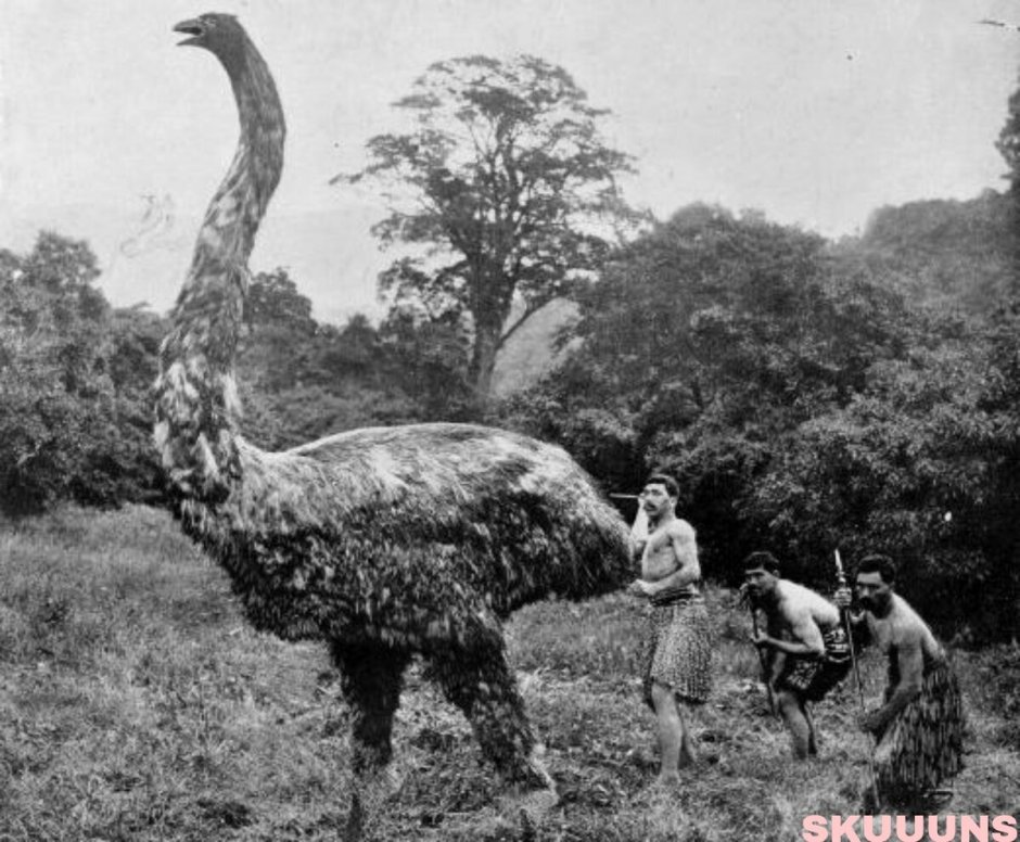 Эпиорнис мадагаскарский