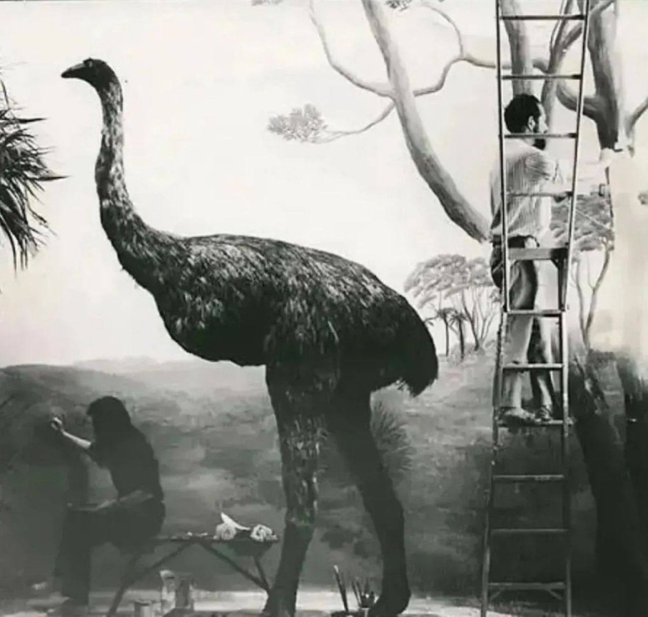 Маврикийский Дронт