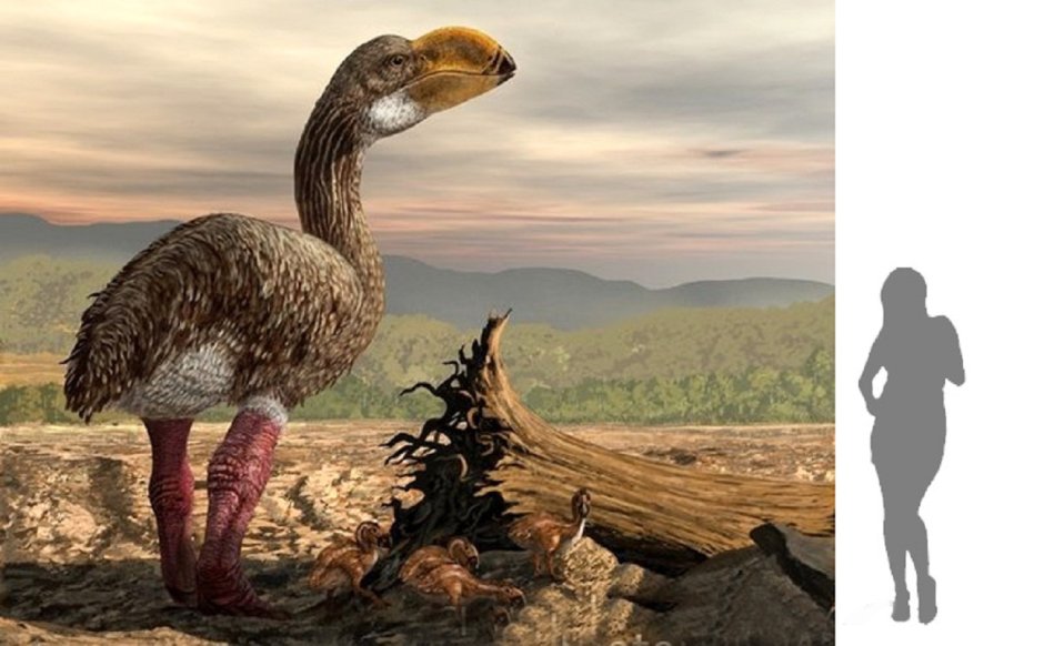 Фороракос Эпиорнис