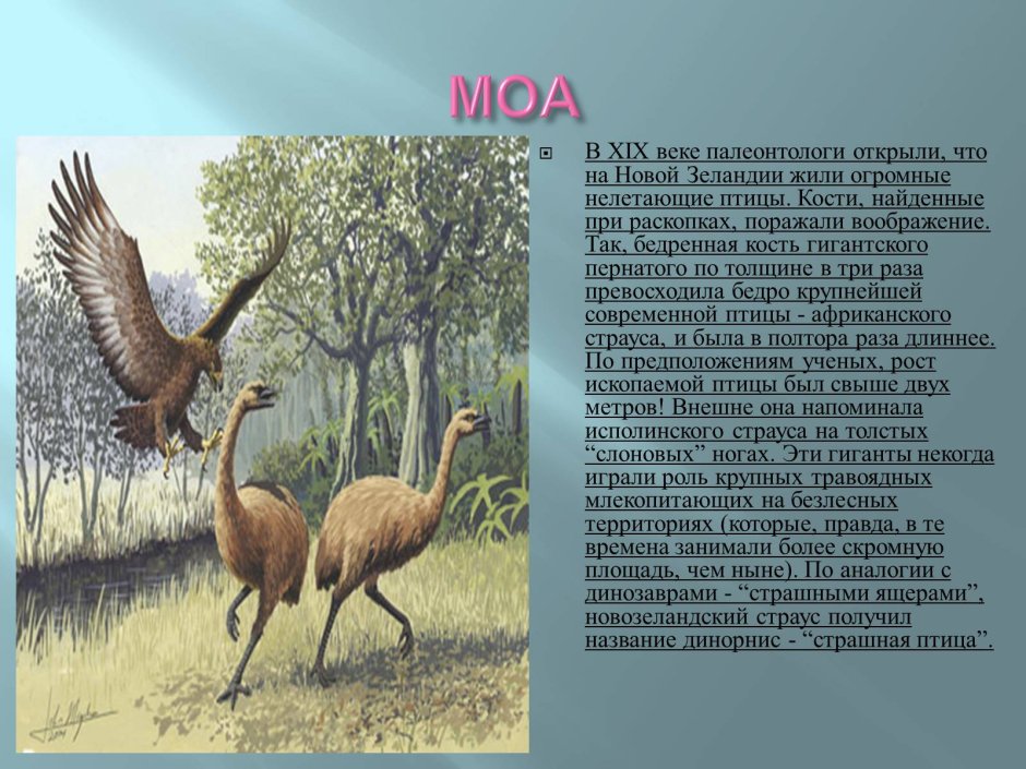 Животные новой Каледонии