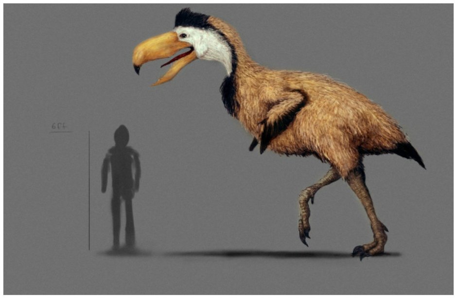 Новая Зеландия Орел Хааста