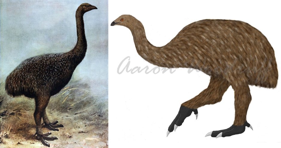 Лесной малый МОА